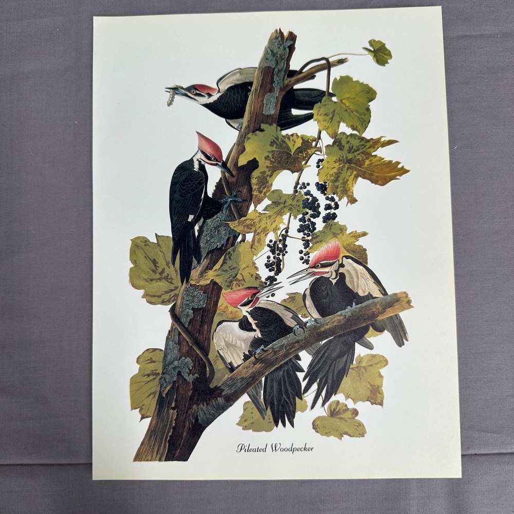 Vintage Print Pileated Woodpecker  American Bird  Wall Art Illustration Audubon